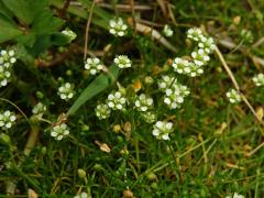 Úrazník skalní (Sagina saginoides (L.) H. Karst.)