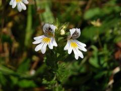 Světlík lékařský (Euphrasia rostkoviana Hayne)