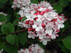 Kalina Carlesiova (Viburnum carlesii Hemsl.)