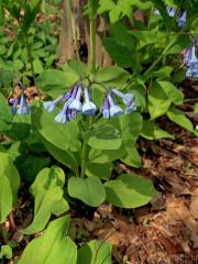  Mertensia Roth  