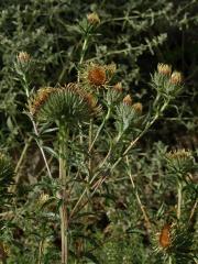 Fasciace pupava obecné (Carlina vulgaris L.)