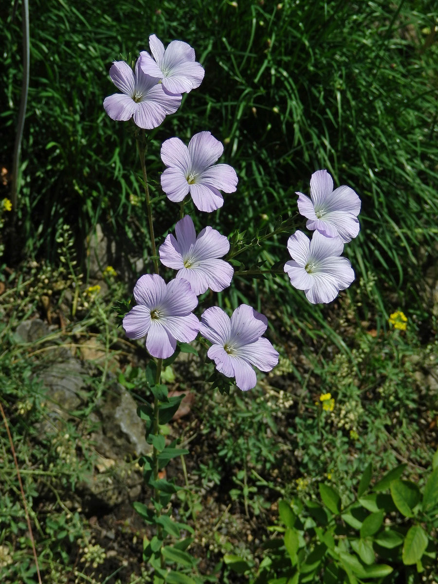 Len chlupatý (Linum hirsutum L.)