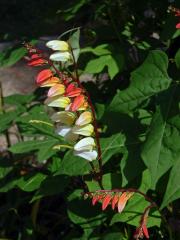 Povíjnice laločnatá (Ipomoea lobata (Cerv.) Thell.)   