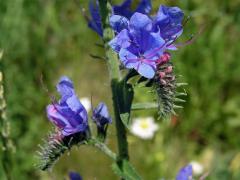 Hadinec obecný (Echium vulgare L.)