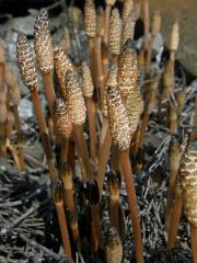 Přeslička rolní (Equisetum arvense L.)