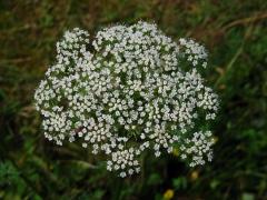 Olešník kmínolistý (Selinum carvifolia (L.) L.)