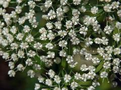 Olešník kmínolistý (Selinum carvifolia (L.) L.)