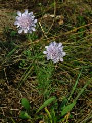 Hlaváč šedavý (Scabiosa canescens Waldst. & Kit.)