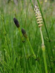 Přeslička bahenní (Equisetum palustre L.)