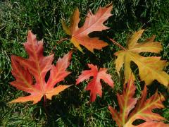 Javor stříbrný (Acer saccharinum L.)