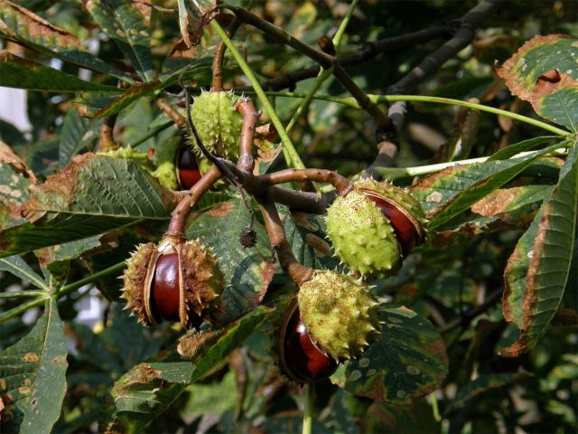 Jírovec maďal (Aesculus hippocastanum L.)