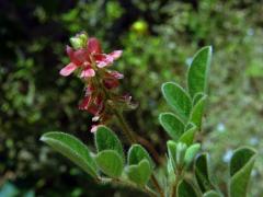 Indigovník (Indigofera L.)