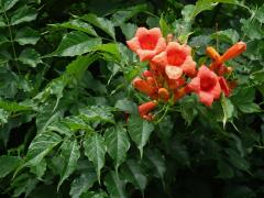 Křivouš kořenující (Campsis radicans (L.) Seemen)