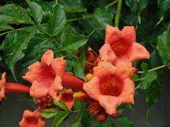 Křivouš kořenující (Campsis radicans (L.) Seemen)