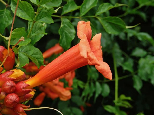 Křivouš kořenující (Campsis radicans (L.) Seemen)