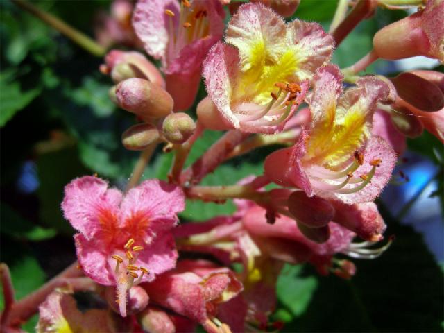 Jírovec pleťový (Aesculus x carnea Hayne)