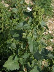 Merlík zední (Chenopodium murale L.)