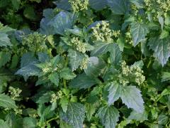 Merlík zední (Chenopodium murale L.)