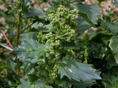 Merlík zední (Chenopodium murale L.)