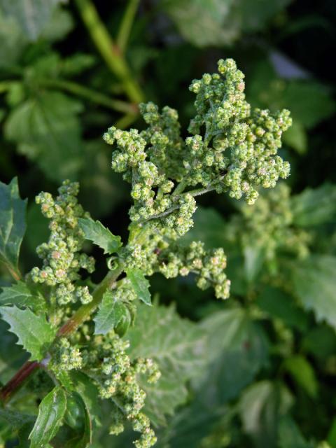 Merlík zední (Chenopodium murale L.)