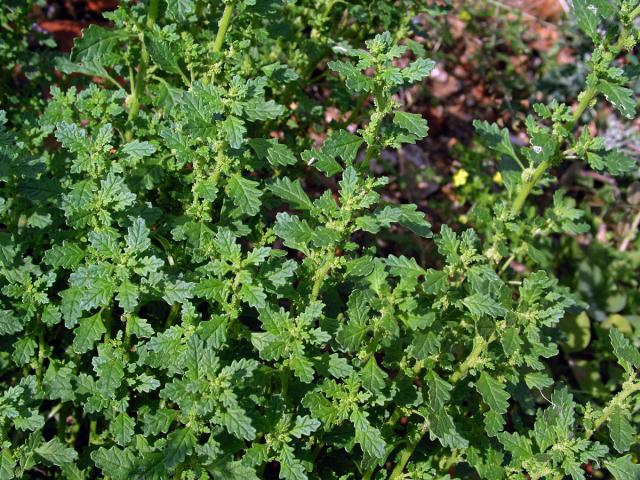 Merlík trpasličí (Chenopodium pumilio R. Br.)