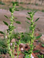 Merlík trpasličí (Chenopodium pumilio R. Br.)