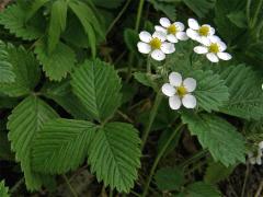 Jahodník truskavec (Fragaria moschata (Duchesne) Weston)