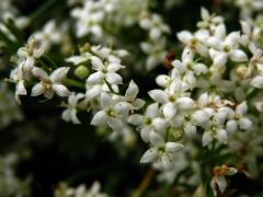 Svízel hercynský (Galium saxatile L.)