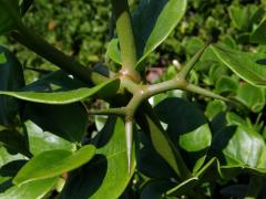 Carissa macrocarpa (Ecklon) A. DC.)