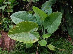 Kolokázie (Colocasia gigantea (Blume) Hook. f.)