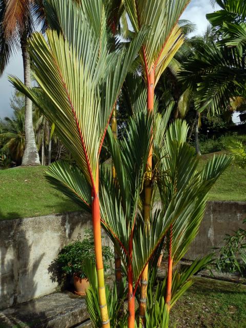 Cyrtostachys renda Blume