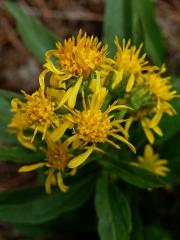 Zlatobýl obecný alpínský (Solidago virgaurea subsp. minuta (L.) Arcang.)