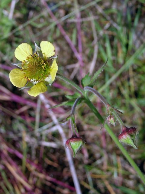 Kuklík potoční x městský (Geum rivale x urbanum, Geum x intermedium Ehrh.)