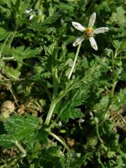 Blumenbachia Schrad.