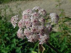 Bolševník obecný (Heracleum sphondylicum L.) (2b)