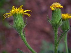 Starček lepkavý (Senecio viscosus L.)