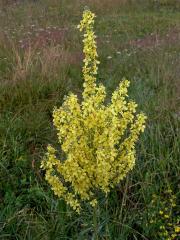 Divizna knotovkovitá pravá (Verbascum lychnitis subsp. lychnitis)