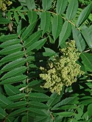 Škumpa orobincová (Rhus hirta  (L.) Sudw.)