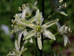 Snědek pyrenejský (Ornithogalum pyrenaicum L.)