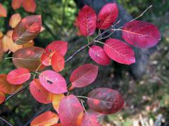 Muchovník Lamarckův (Amelanchier lamarckii Schroeder.)