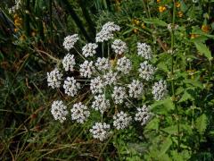 Smldník bahenní (Peucedanum palustre (L.) Moench)