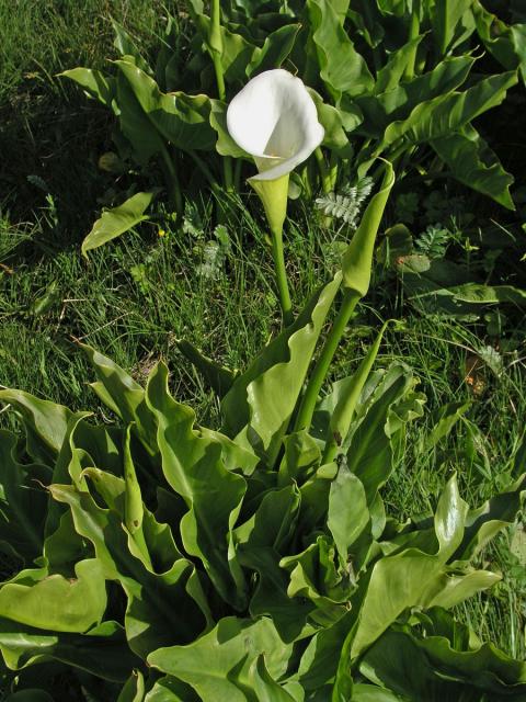 Kornoutice africká (Zantedeschia aethiopica (L.) Spreng.)