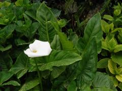 Kornoutice africká (Zantedeschia aethiopica (L.) Spreng.)