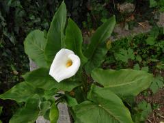 Kornoutice africká (Zantedeschia aethiopica (L.) Spreng.)