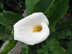 Kornoutice africká (Zantedeschia aethiopica (L.) Spreng.)