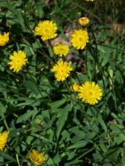 Jestřábník myší ouško (Hieracium lactucella Wallr.)