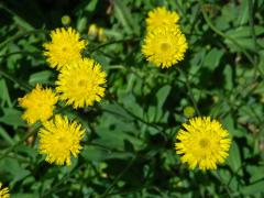 Jestřábník myší ouško (Hieracium lactucella Wallr.)