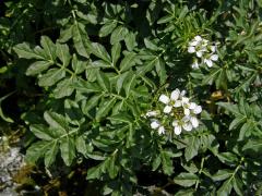 Řeřišnice hořká Opizova (Cardamine amara  subsp. opicii (J. Presl et C. Presl) Čelak.)  