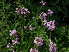 Večernice vonná (Hesperis matronalis L.)