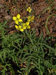 Křez tenkolistý (Diplotaxis tenuifolia (L.) DC.)   
